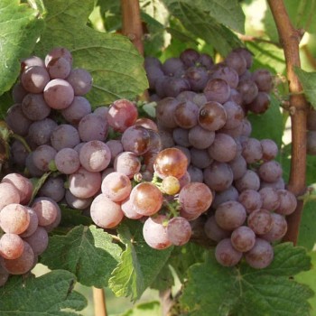 White wine Palava 2021 - selection of berries from ZD Sedlec