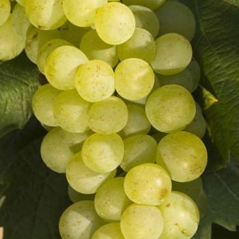 Bílé víno Bouvierův hrozen 2023 - pozdní sběr ze ZD Sedlec