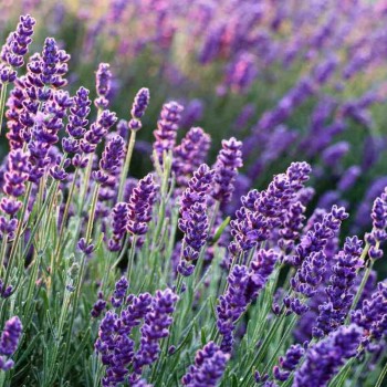 Lavendelsirup Naturprodukt